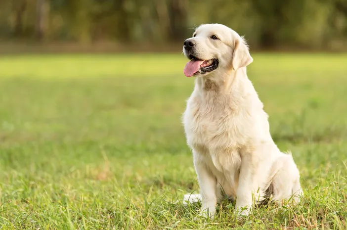 Mengetahui Jenis Anjing Peliharaan Berdasarkan Karakteristik Uniknya