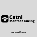 Manfaat Catnip untuk Kucing: Bikin Si Meong Lebih Bahagia!